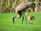 800px-Sandhill_Crane_with_Chick