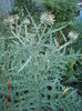 Anghinarie Salbatica Medicinala