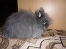 angora femela