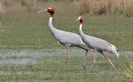 cocorul-sarus