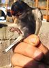 sticlete mutatie negru