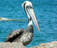 Pelican-la-plaja