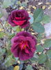 DSC08248