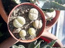nr.1 -Lithops