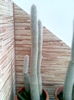 cleistocactus straussi