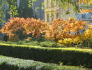 rhus typhina - parcul central din Brasov