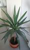 Yucca