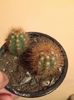 nr.6-cactus