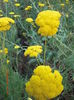 coada soricelului ornamentala