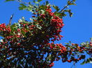 DSC00539