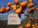 kaki jiro