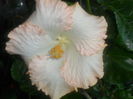 008