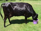 Asta vaca neagra-75