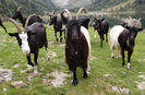 Nera Verzasca si capre Walliser