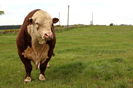 Taur din rasa Hereford-5