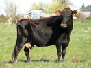 Vaca din rasa Canadienne