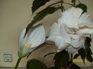 Hibiscus de la elenas