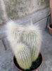 nr.9-cleistocactus straussi