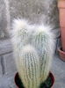 cleistocactus straussi