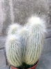 nr.13-cleistocactus straussi 2