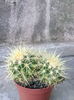 Echinocactus grusoni