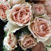 Ivory-Pink-Roses