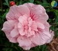 plantipp-hibiscus_pink_chiffon
