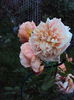 DSC08175