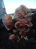 DSC08177
