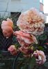 DSC08178