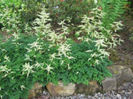 aruncus aetusipholius