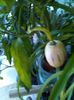 Solanum Pepino Gold_180656