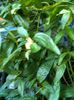 Solanum Pepino Gold_180734