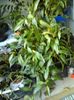 Solanum Pepino Gold_180754