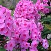 phlox-eva-cullum