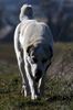 Atavistic Brutus