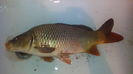 1,5 kg