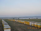 pastoral floarea-soarelui 2015 184