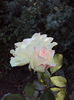 DSC08309