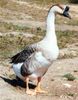 africangoose