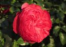 Red Leonardo da Vinci