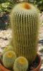 notocactus leninghausii