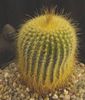 nr.15-notocactus leninghausii