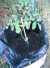 Moringa20iun