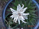 Floare de Colt 20iun