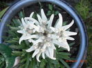 Floare de Colt infratita 26iun