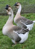 afri_pair