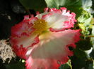 7.Begonia1a