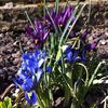 Iris sibirica1
