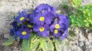 Primula blue3